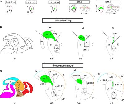 Developmental Co-expression of Vglut2 and Nurr1 in a Mes-Di-Encephalic Continuum Preceeds Dopamine and Glutamate Neuron Specification